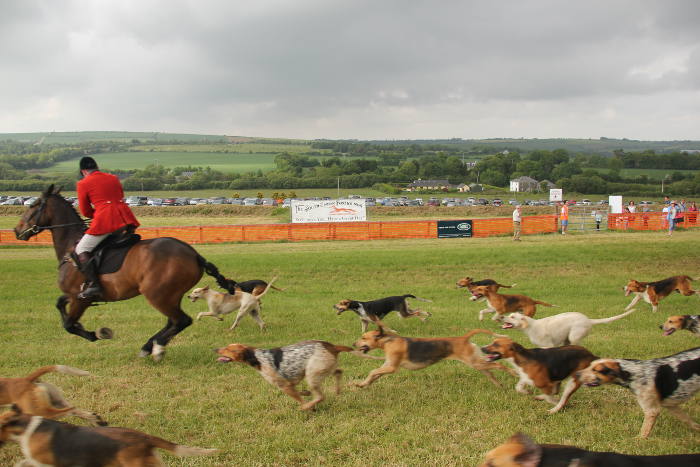Photograph of hounds parading at Kinsale Point to Point